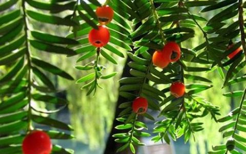 最旺宅的植物，红豆杉适合室内养吗